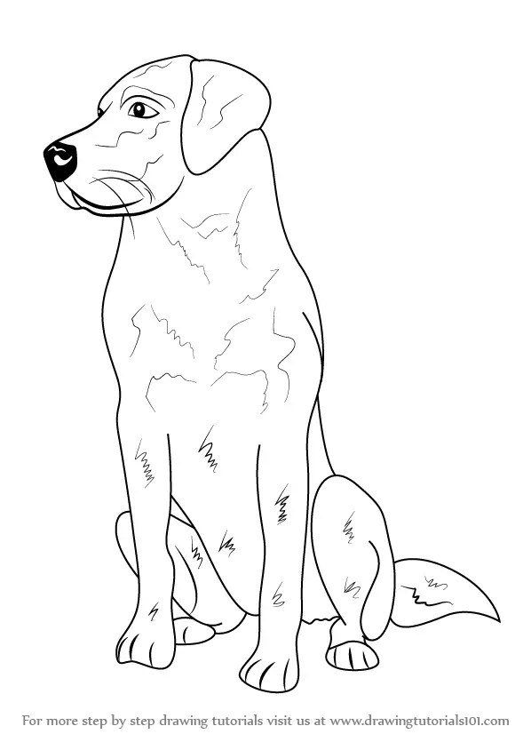 Step by Step How to Draw a Labrador : DrawingTutorials101.com
