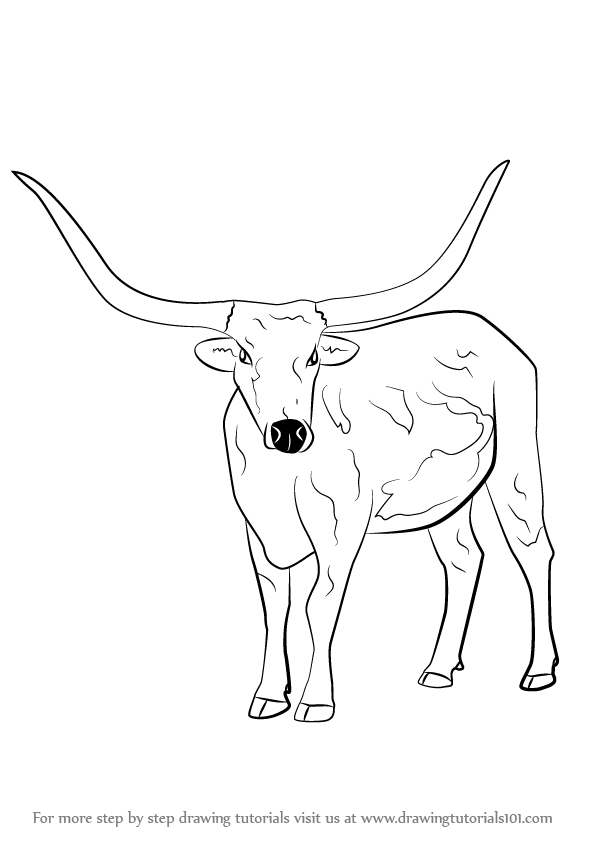 Step by Step How to Draw a Longhorn Cattle : DrawingTutorials101.com