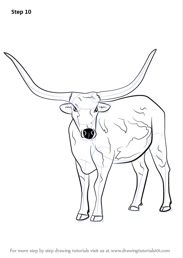 Learn How to Draw a Longhorn Cattle (Farm Animals) Step by Step