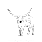 How to Draw a Longhorn Cattle
