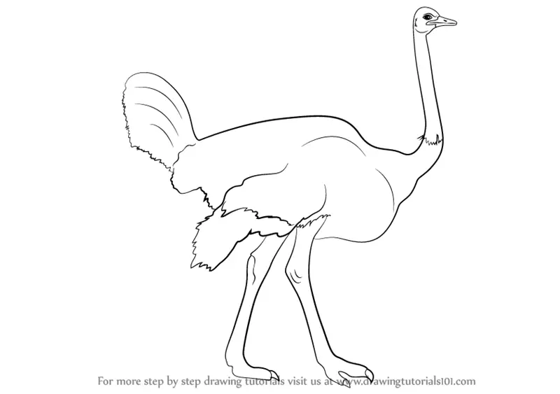 Drawing of Ostrich by Wizard - Drawize Gallery!