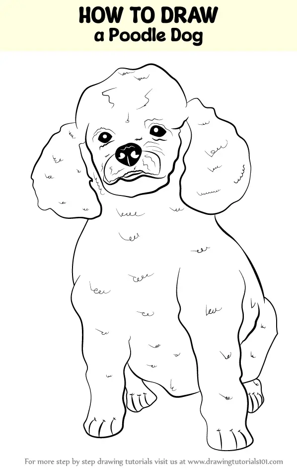 how to draw a poodle step by step  Poodle drawing, Dog drawing simple,  Cartoon dog drawing