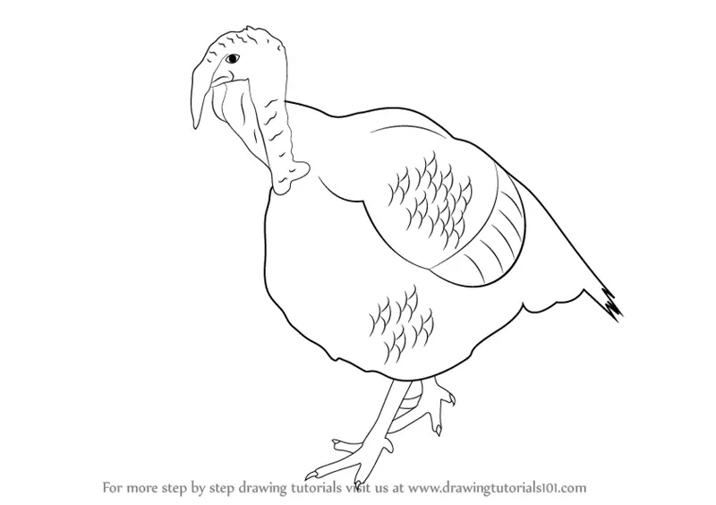 how to draw a turkey step by step