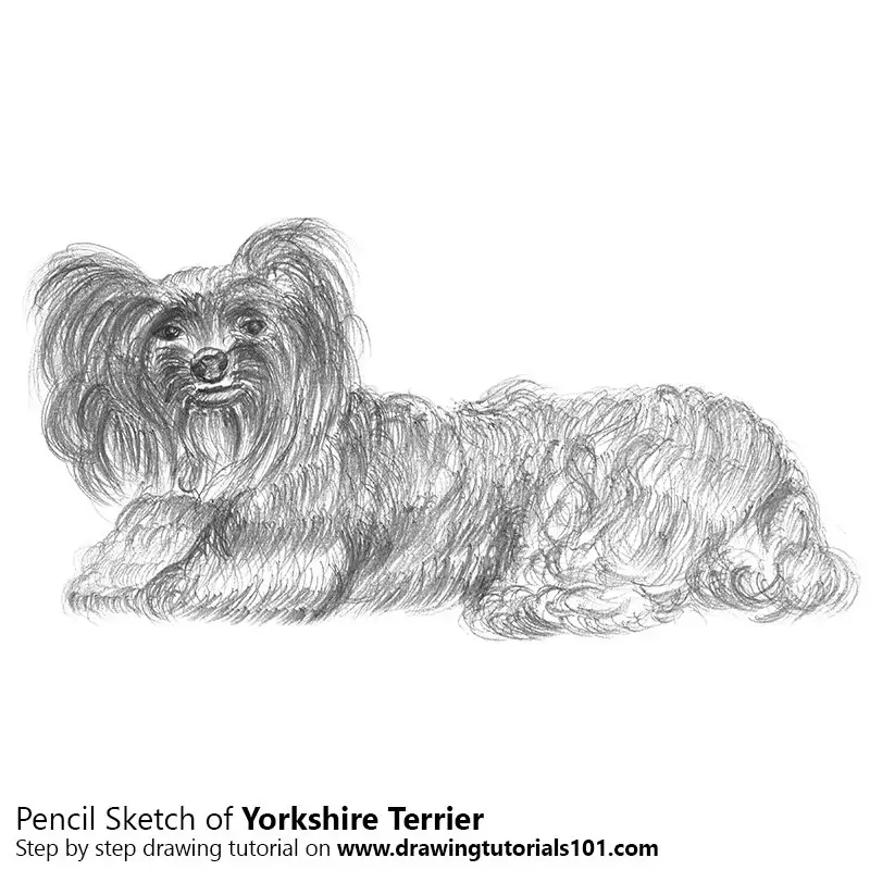 Pencil Sketch of Yorkshire Terrier - Pencil Drawing