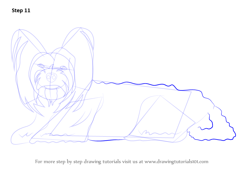How to Draw a Yorkshire Terrier (Farm Animals) Step by