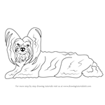 How to Draw a Yorkshire Terrier
