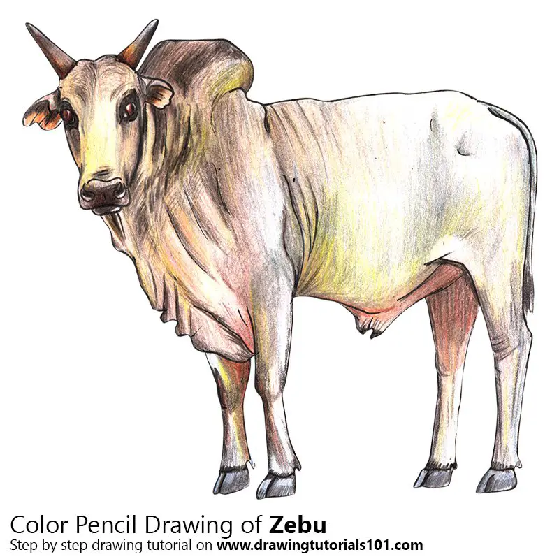 Zebu Color Pencil Drawing