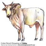 How to Draw a Zebu