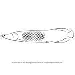 How to Draw an Arapaima