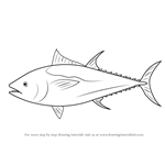 How to Draw an Atlantic Bluefin Tuna