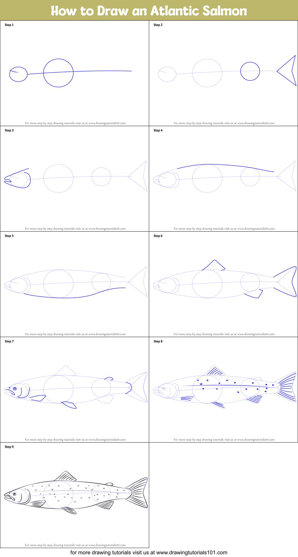 How to Draw an Atlantic Salmon Printable Step by Step
