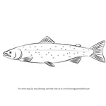 How to Draw an Atlantic Salmon