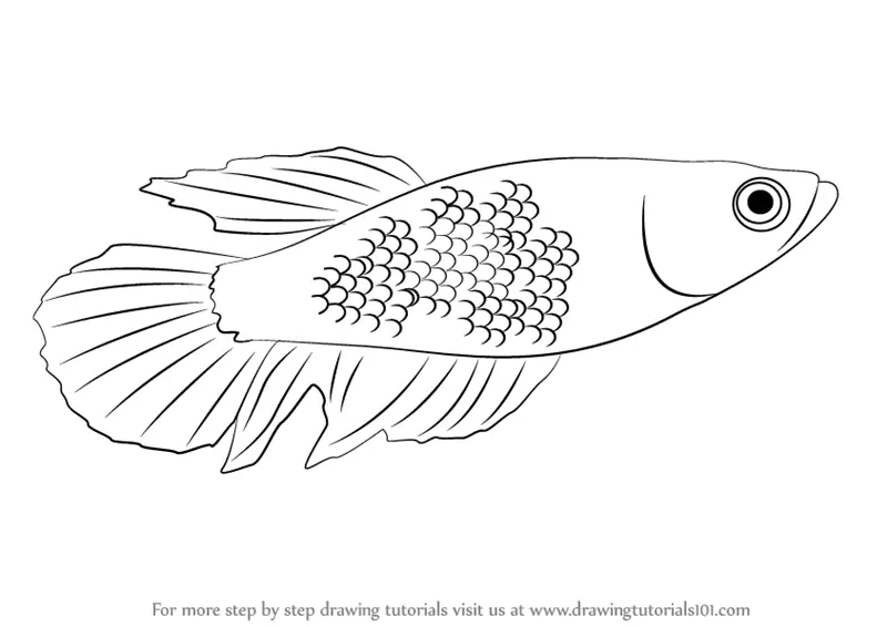 Betta Fish Cupang PNG Transparent Images Free Download | Vector Files |  Pngtree