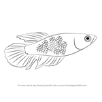 How to Draw a Betta