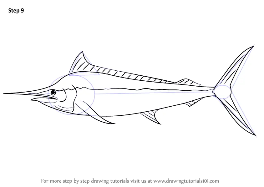 Learn How to Draw a Black Marlin (Fishes) Step by Step : Drawing Tutorials