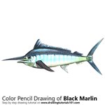 How to Draw a Black Marlin