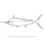 How to Draw a Black Marlin