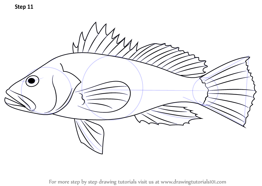 Learn How to Draw a Black Sea Bass (Fishes) Step by Step : Drawing