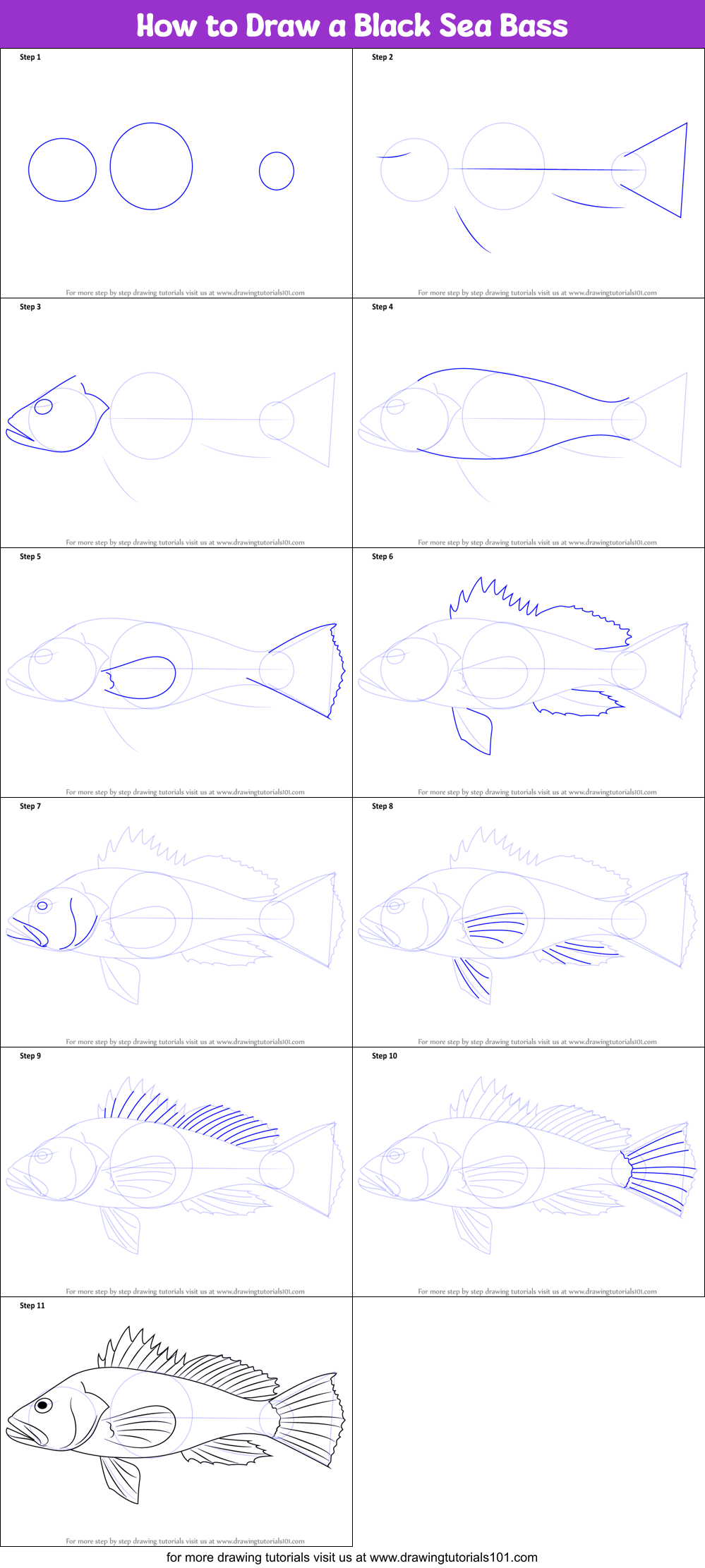 How to Draw a Black Sea Bass Printable Step by Step