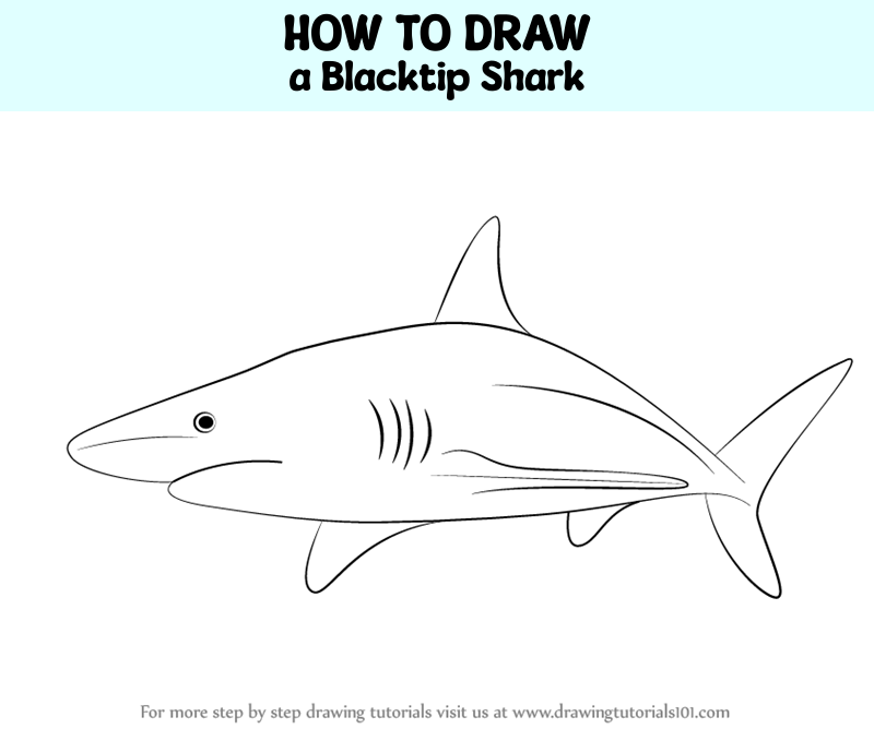 how-to-draw-a-blacktip-shark-fishes-step-by-step