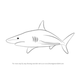 How to Draw a Blacktip Shark