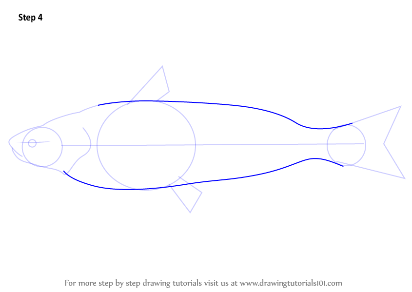 How to Draw a Blue Catfish (Fishes) Step by Step | DrawingTutorials101.com