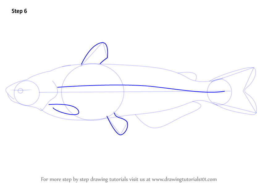 How to Draw a Blue Catfish (Fishes) Step by Step | DrawingTutorials101.com