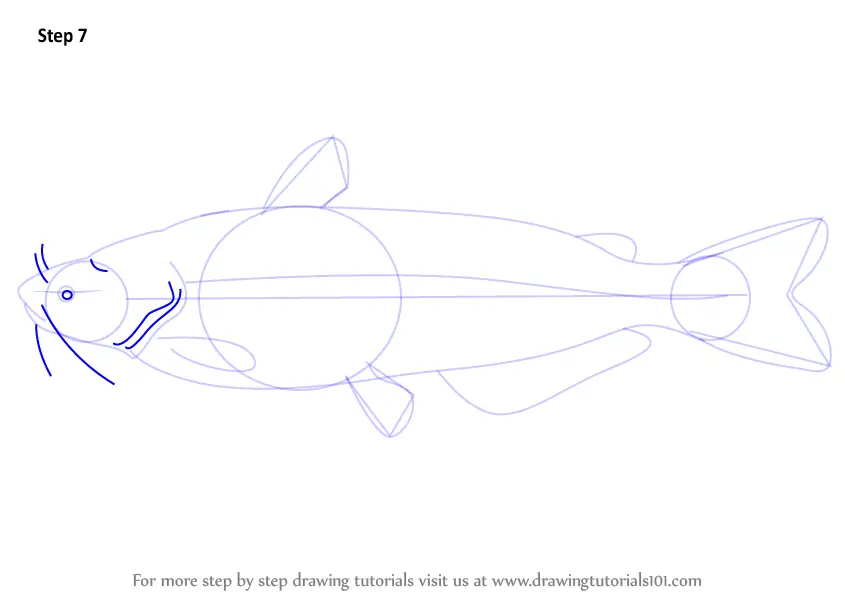 Learn How to Draw a Blue Catfish (Fishes) Step by Step : Drawing Tutorials