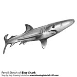 How to Draw a Blue Shark