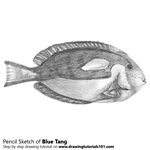How to Draw a Blue Tang