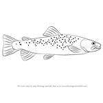 How to Draw a Brown Trout