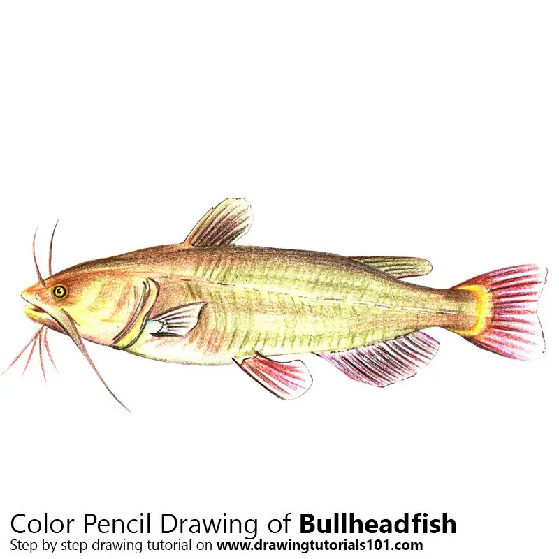 Bullhead Fish Color Pencil Drawing