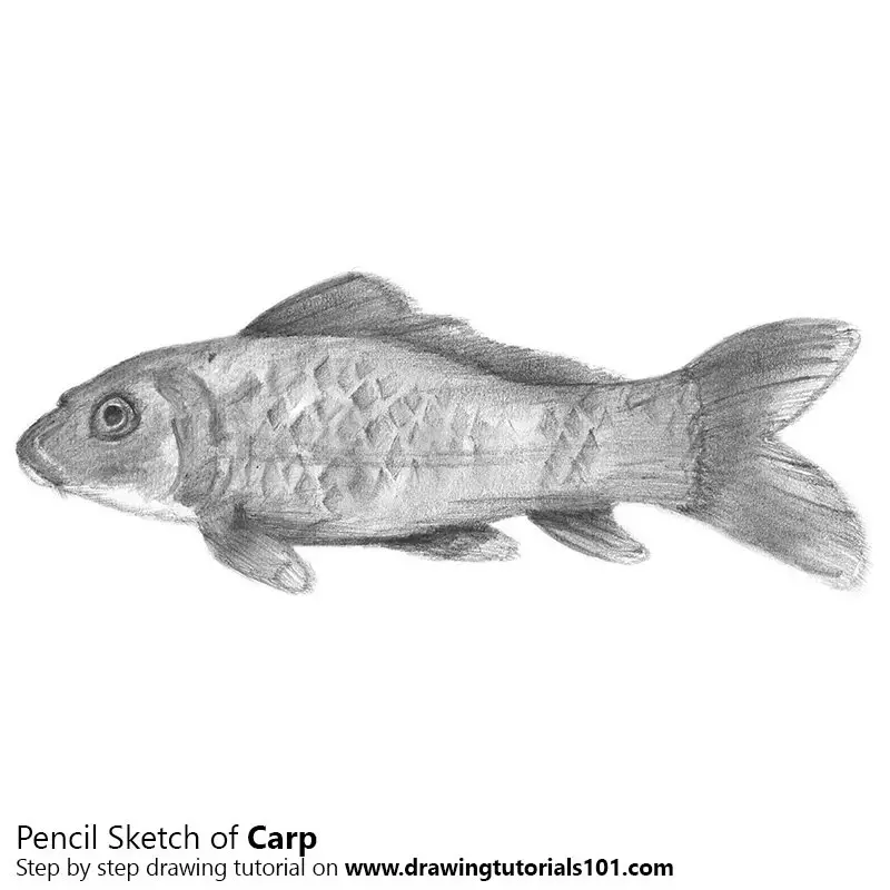 Details more than 67 fish pencil sketch images latest - seven.edu.vn