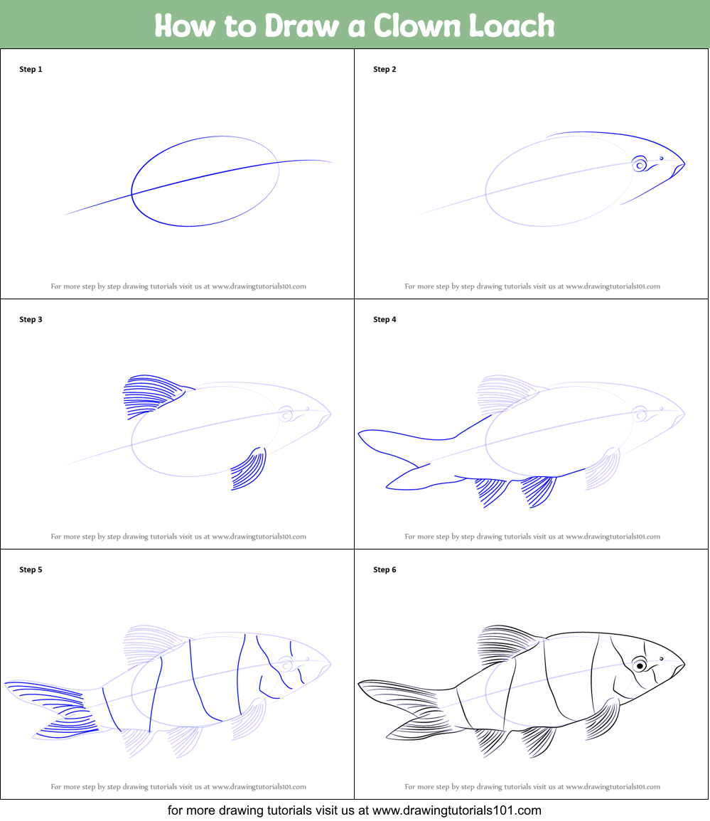 How to Draw a Clown Loach Printable Step by Step