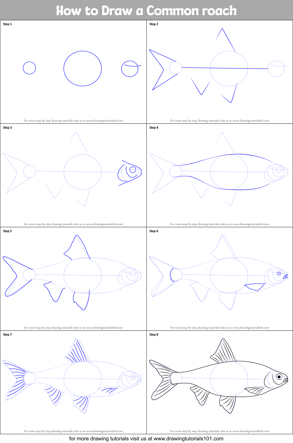 How to Draw a Common roach Printable Step by Step