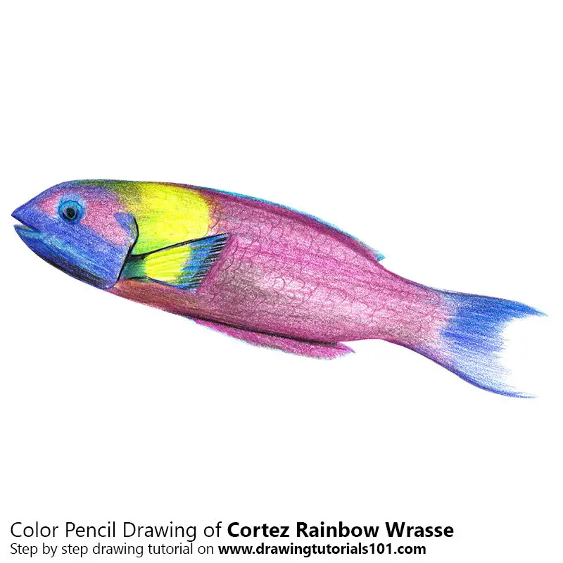 Cortez Rainbow Wrasse Color Pencil Drawing