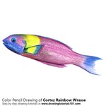 How to Draw a Cortez Rainbow Wrasse