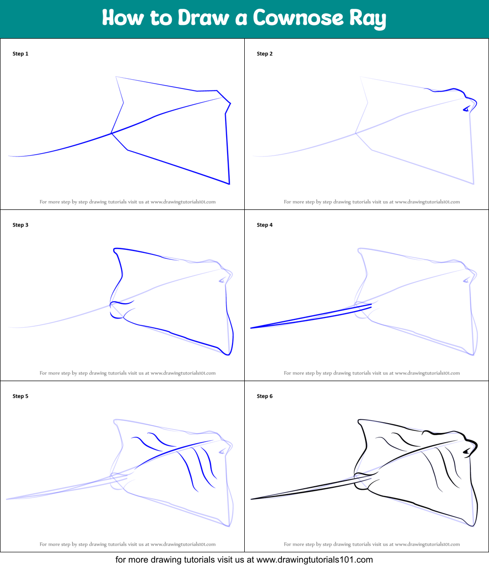 How to Draw a Cownose Ray Printable Step by Step