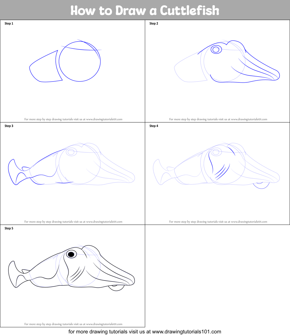 How to Draw a Cuttlefish Printable Step by Step