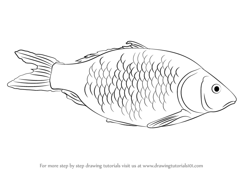 How to Draw a Fish // Easy Fish Drawing Tutorial // One Line