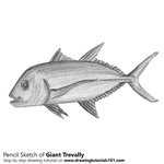 How to Draw a Giant Trevally