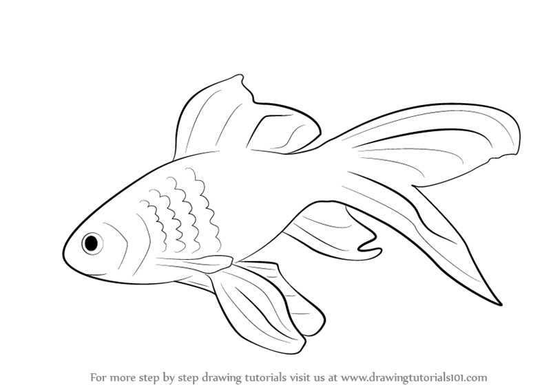 How to Draw a Gold Fish (Fishes) Step by Step