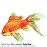 How to Draw a Gold Fish
