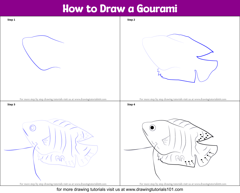 How to Draw a Gourami Printable Step by Step