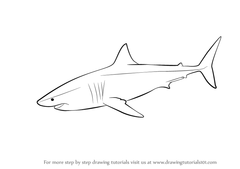 How to draw a great white shark with a pencil step-by-step drawing tutorial