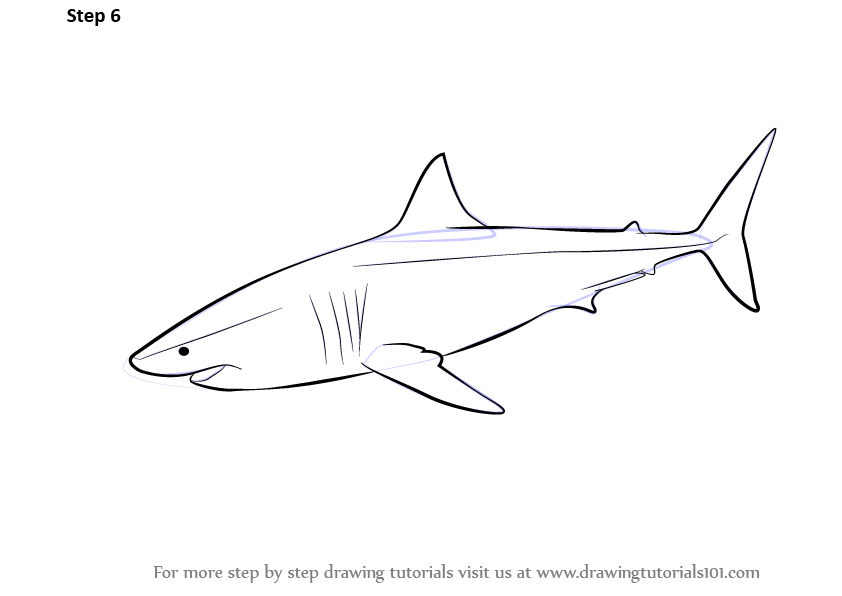 Learn How to Draw a Great White Shark (Fishes) Step by Step : Drawing