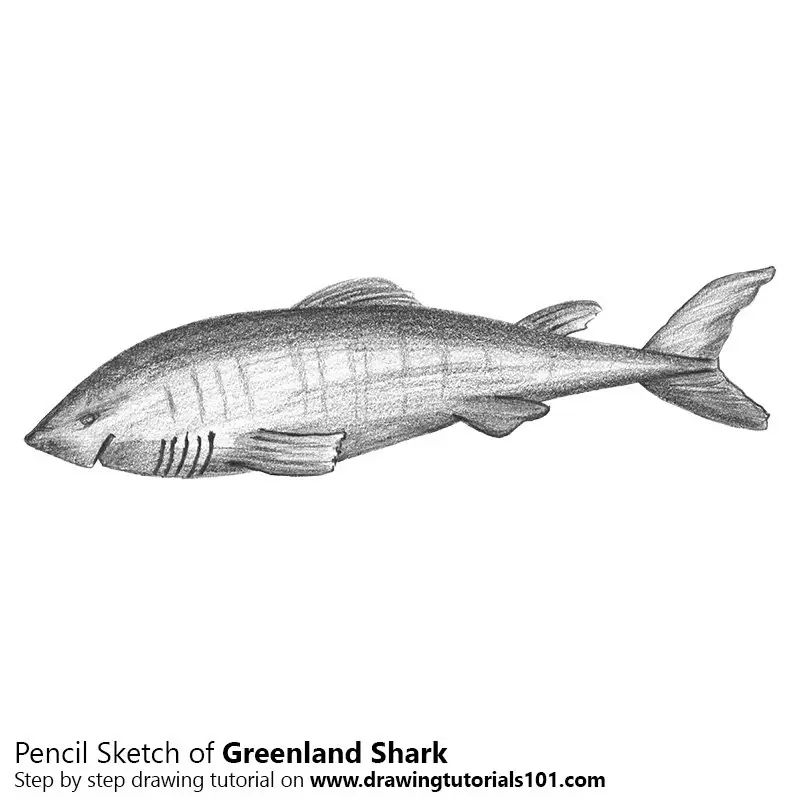 Pencil Sketch of Greenland Shark - Pencil Drawing