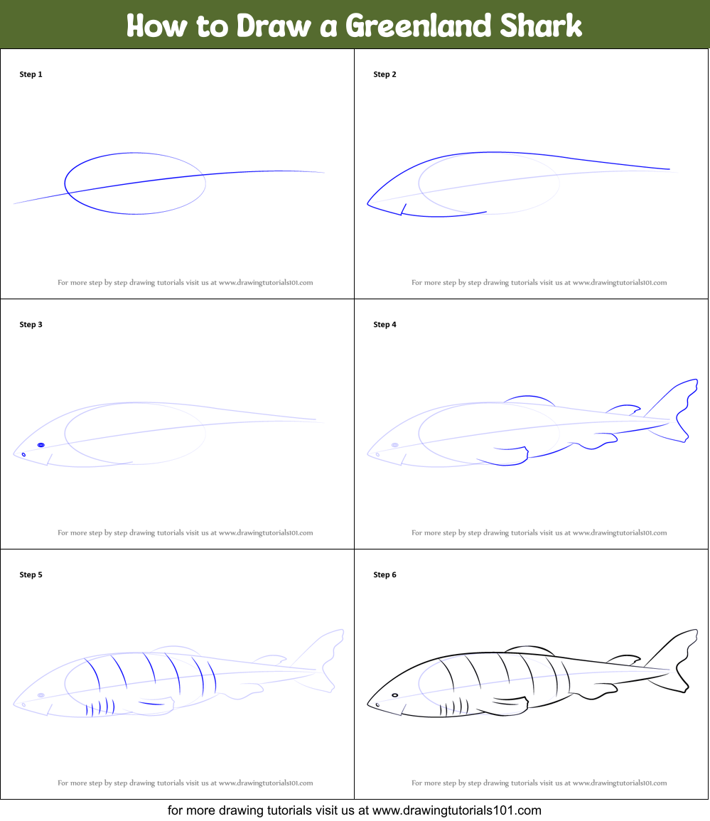 How to Draw a Greenland Shark Printable Step by Step