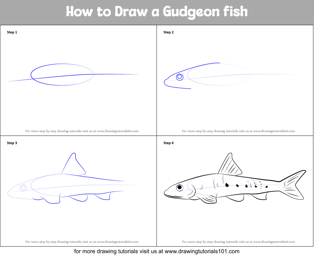 How to Draw a Gudgeon fish Printable Step by Step