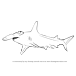 How to Draw a Hammerhead Shark